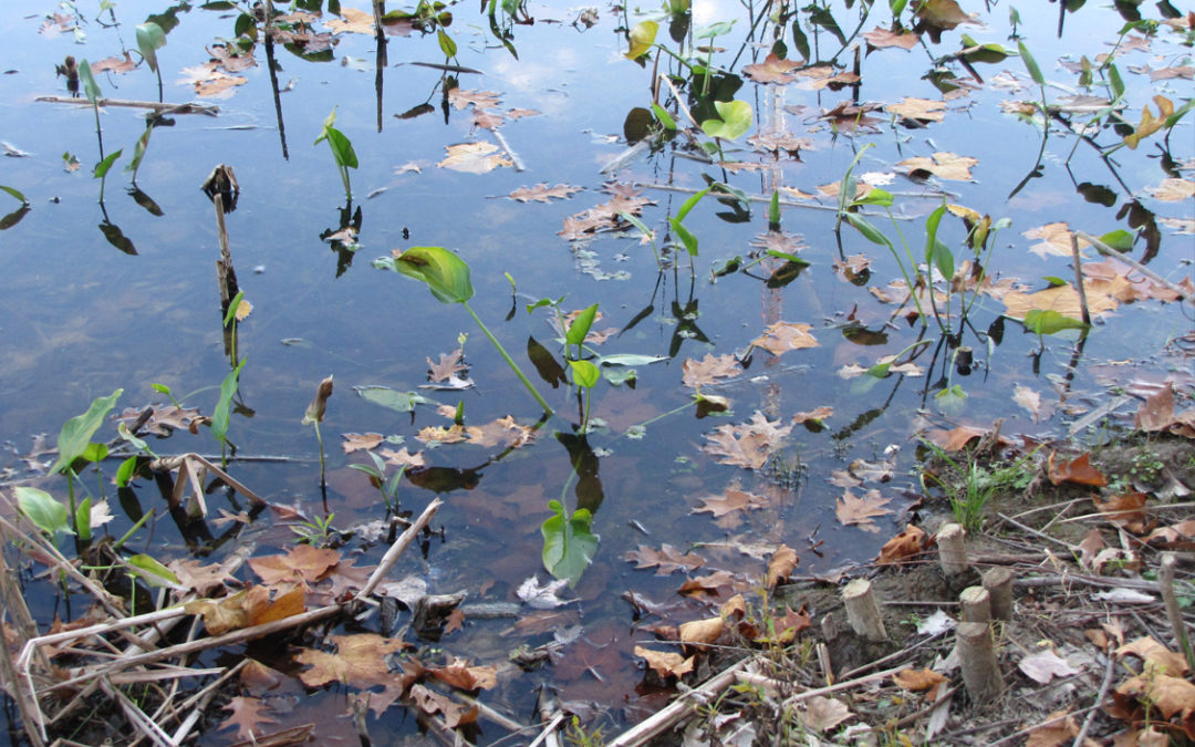 Greathouse Wetlands