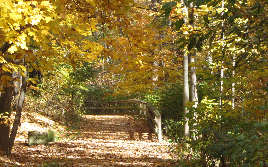 Treadway Creek Trail