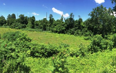 Morgana Bluffs Nature Preserve Completed in Cleveland’s Slavic Village
