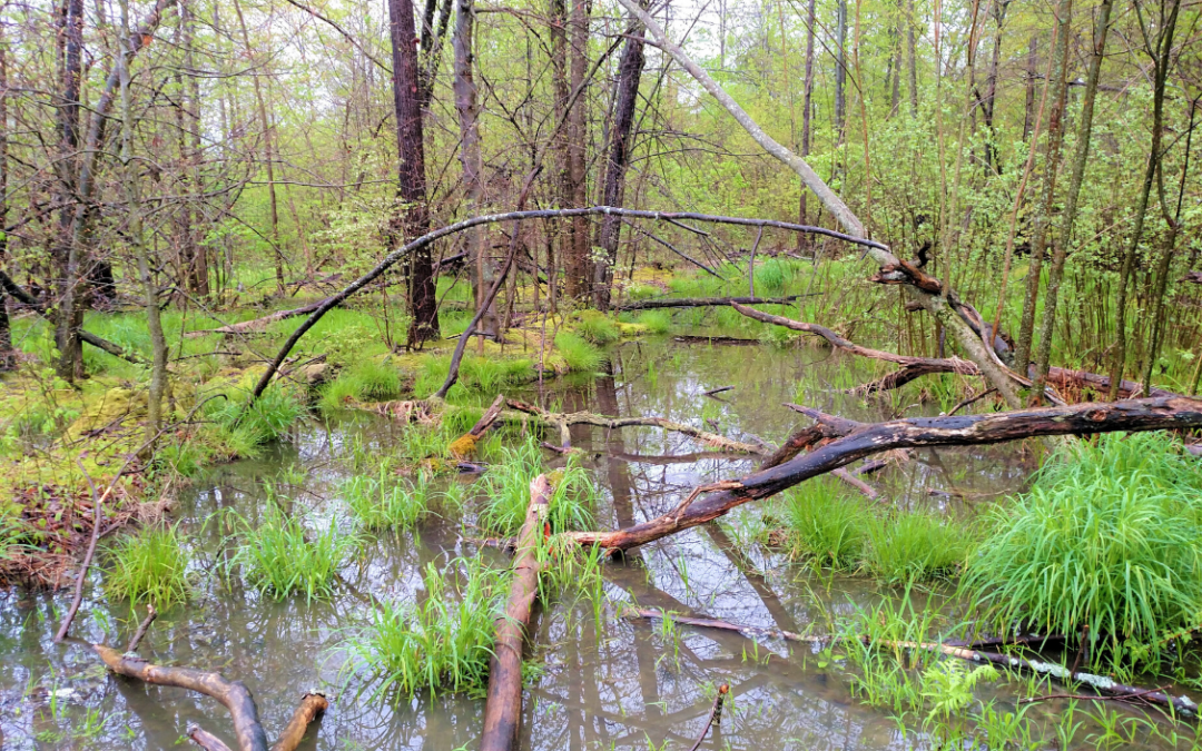 Upper Cuyahoga Conservation