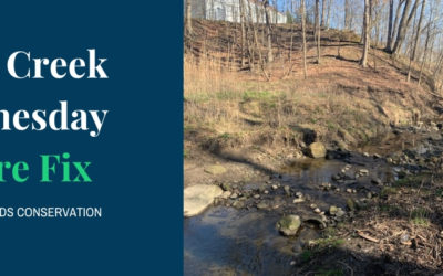 West Creek Wednesday Nature Fix at Palmetto Woods Conservation