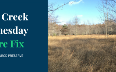 West Creek Wednesday Nature Fix at Dusty Goldenrod Preserve