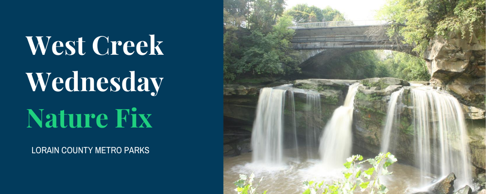 West Creek Wednesday Nature Fix at Lorain County Metro Parks