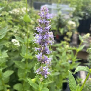 Anise Hyssop