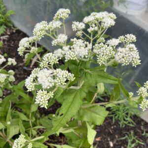 Boneset