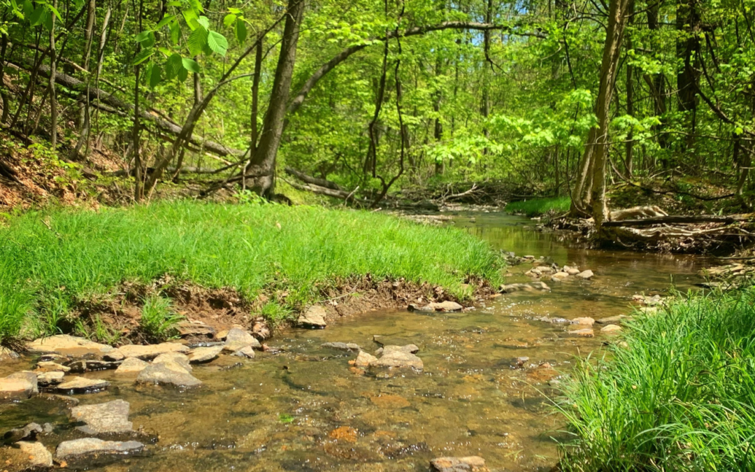 Bronson Creek Forest