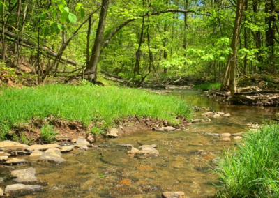 Bronson Creek Forest