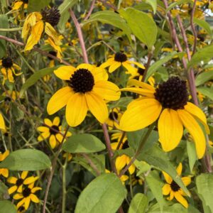 Brown Eyed Susan