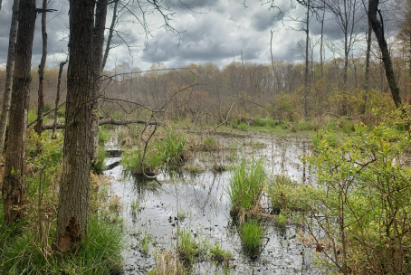 Padua Soccer Fields Restoration