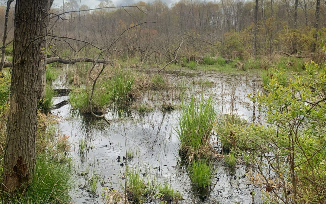 Champion Wetland Preserve