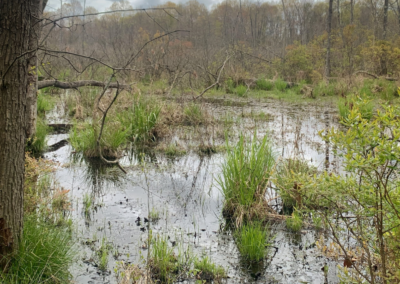 Champion Wetland Preserve