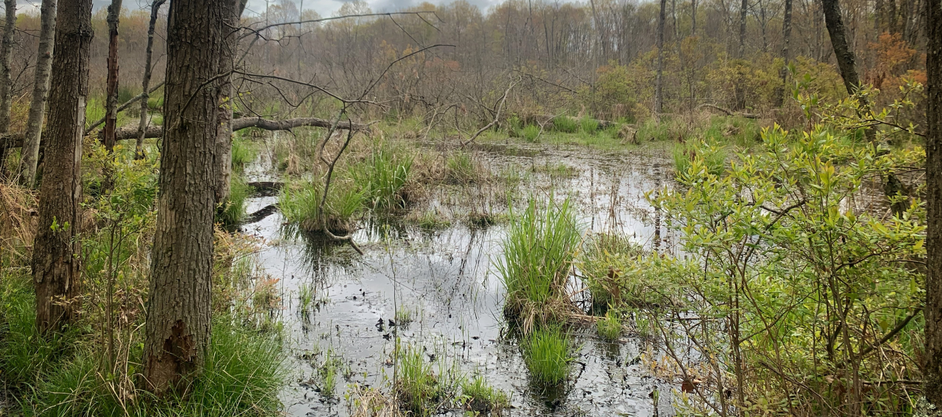 Champion Wetland Preserve - West Creek