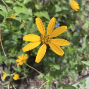 Early Sunflower