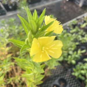 Evening Primrose