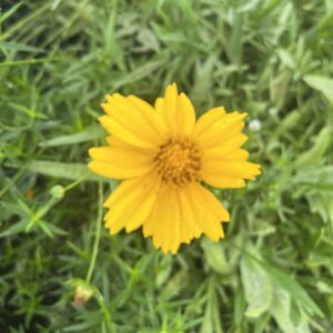 Lanceleaf Coreopsis