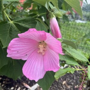 Marsh Hibiscus