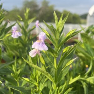 Monkey Flower