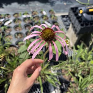 Pale Purple Coneflower