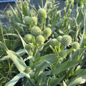 Rattlesnake Master