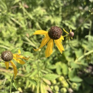 Gray Headed Coneflower