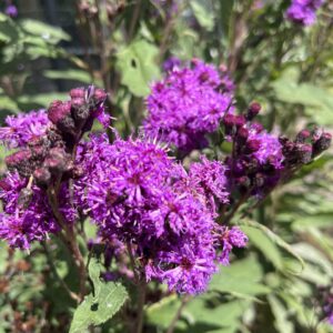 Tall Ironweed