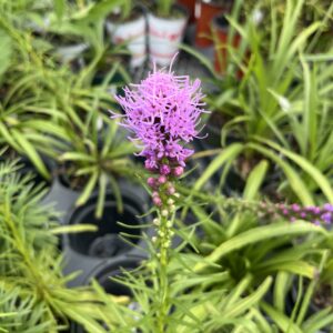 Prairie Blazing Star