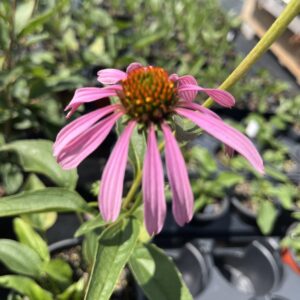 Purple Coneflower