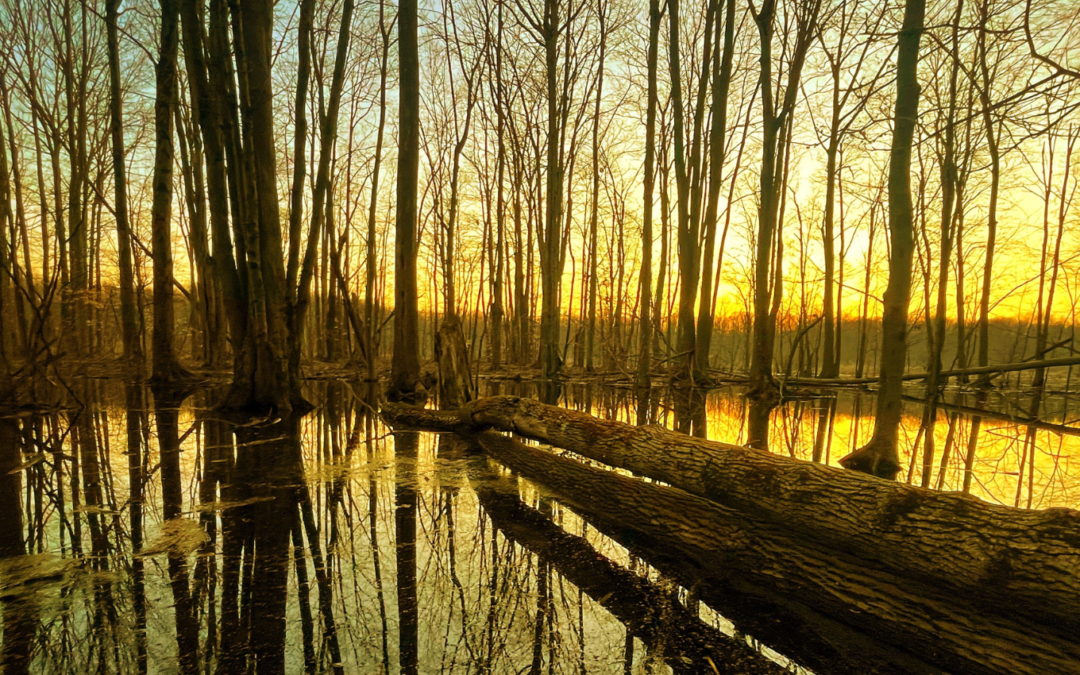 Spring Creek Preserve