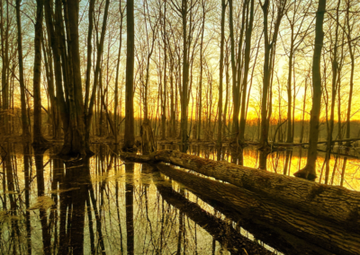 Spring Creek Preserve