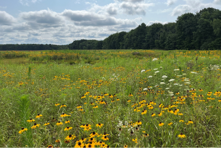 Padua Soccer Fields Restoration