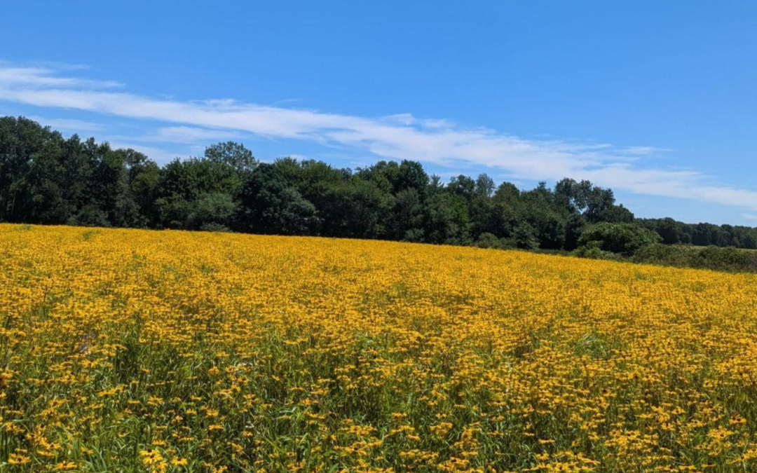 Andover Meadows Wetland Restoration Project