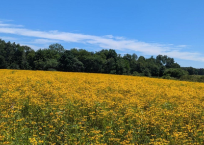 Andover Meadows Wetland Restoration Project