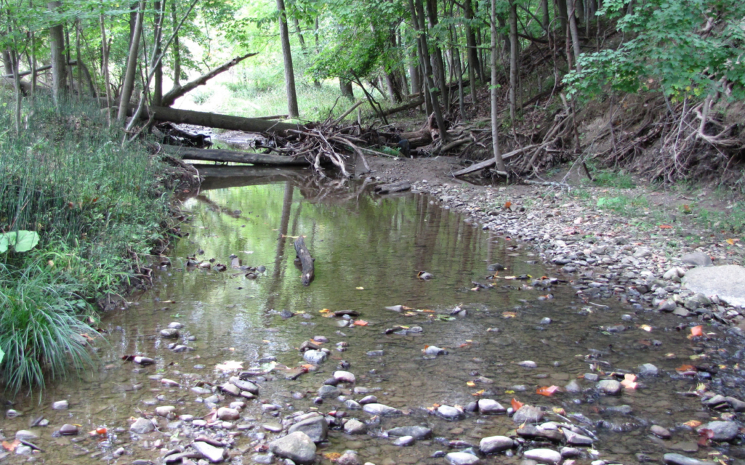 Chippewa Creek Headwaters