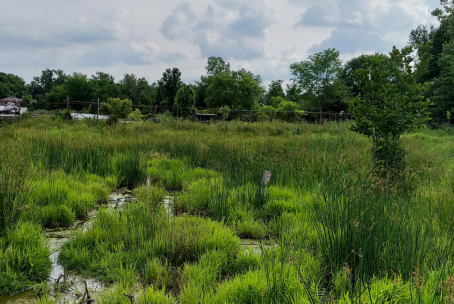 Padua Soccer Fields Restoration