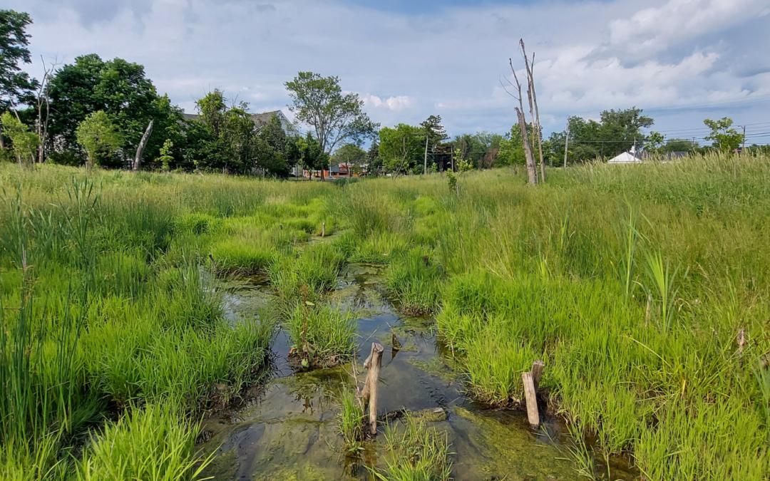 West Creek Headwaters “Buckeye”