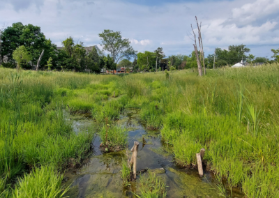 West Creek Headwaters “Buckeye”