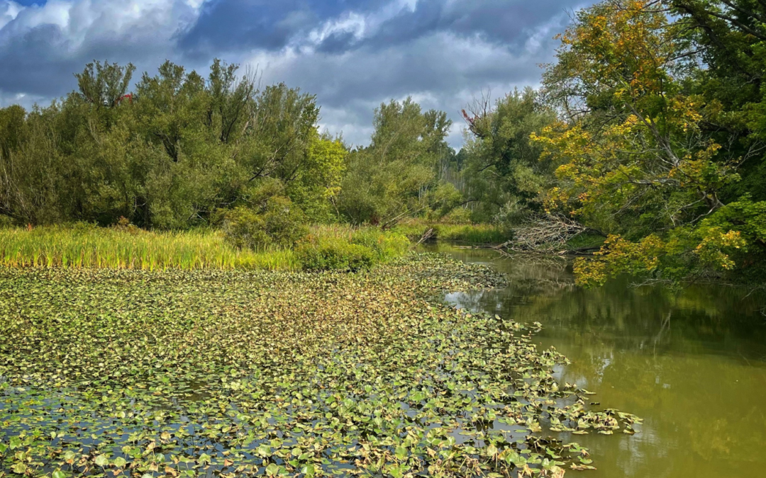 Clear Fork Conservation Area