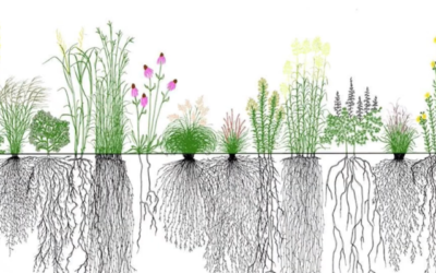 Winter Sowing Native Plants: A Simple Guide to Growing Habitat at Home