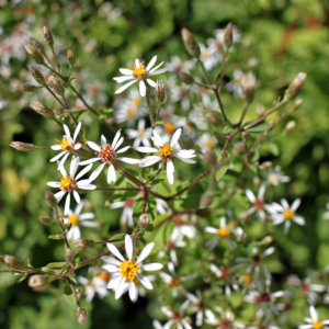 Big Leaf Aster