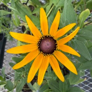 Black Eyed Susan
