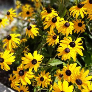 Black Eyed Susan