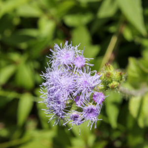 Blue Mistflower