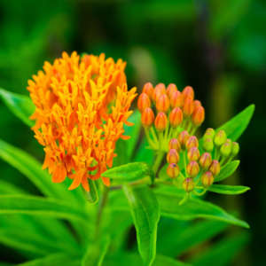 Butterfly Weed