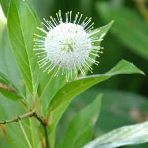 Buttonbush
