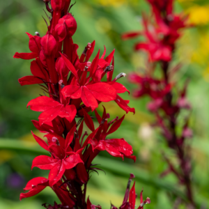 Cardinal Flower