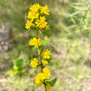 Dusty Goldenrod