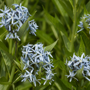 Eastern Bluestar