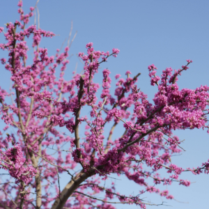 Eastern Redbud