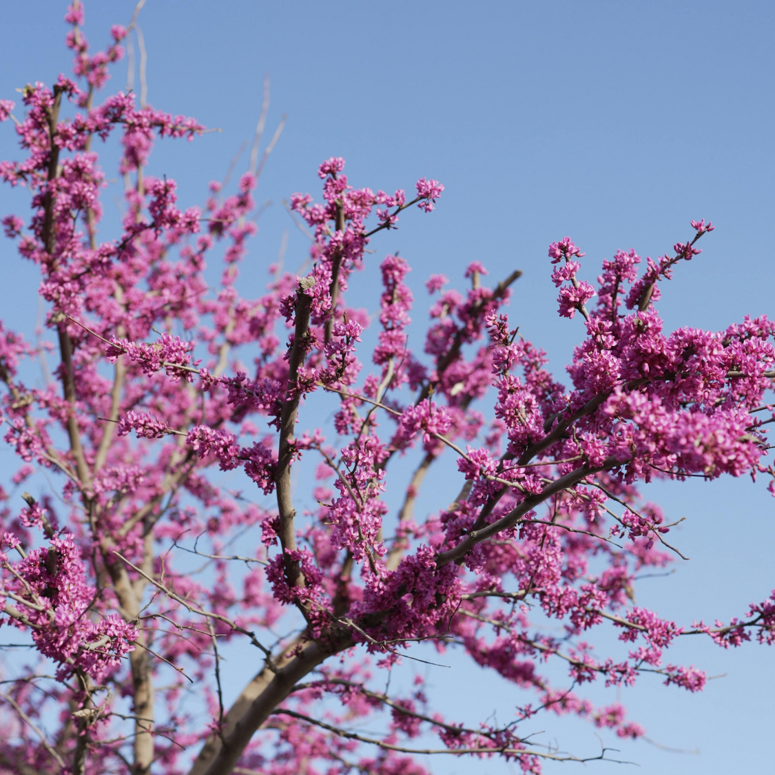 Eastern Redbud