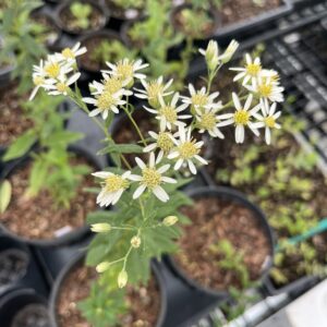 Flat Top Aster